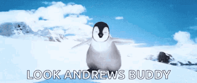 a baby penguin is standing in the snow with the words look andrews buddy below it .