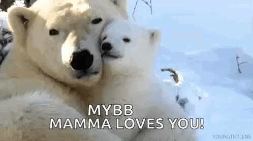 a polar bear and a polar bear cub are hugging each other .