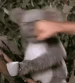 Punch Beat GIF - Punch Beat Koala GIFs