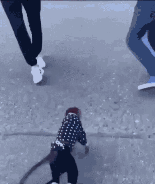 a little boy wearing a red hat is walking on a leash .