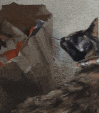 a cat is looking at a bag of food that says ' beef ' on the side