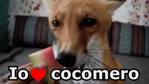 a fox is eating a slice of watermelon with the words i love cocomero written below it