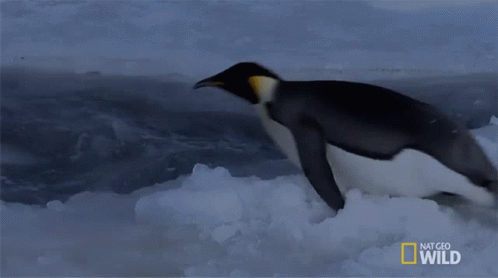 Dive World Penguin Day GIF