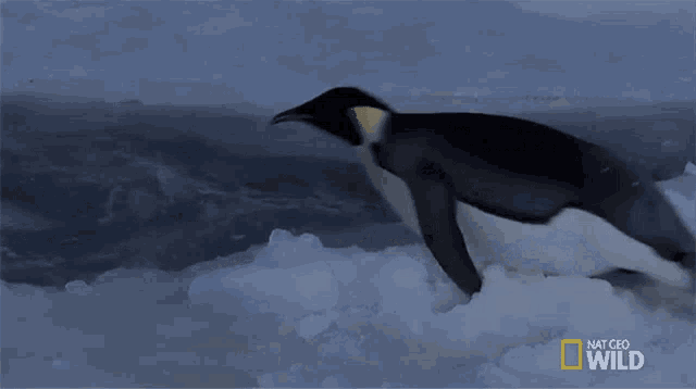 a penguin is standing on a pile of snow with the words national geographic wild written on the bottom