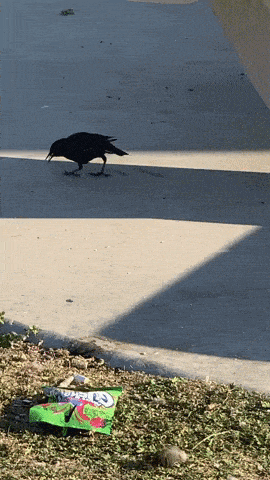 a black bird is standing on a sidewalk next to a green bag that says ' snoop dogg ' on it