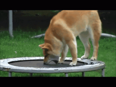 a dog standing on top of a trampoline looking down