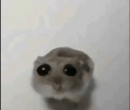 Sad Hamster GIF - Sad Hamster GIFs