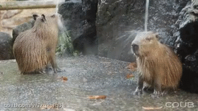 Funny Animals Shower GIF - Funny Animals Shower Capybara GIFs