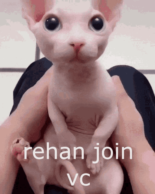 Rehan Join Vc Bingus GIF - Rehan Join Vc Bingus Cat GIFs