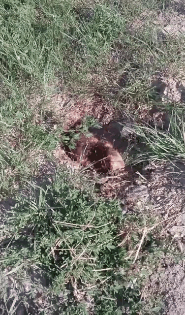 a hole in the ground with a lot of grass around it