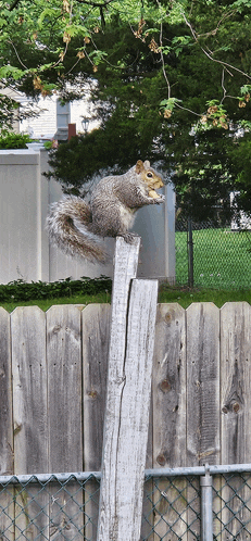 a squirrel sitting on top of a wooden post next to a wooden fence