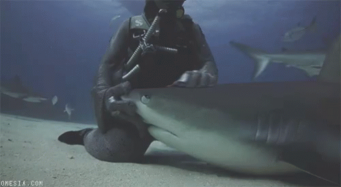 Shark Fish GIF - Shark Fish GIFs