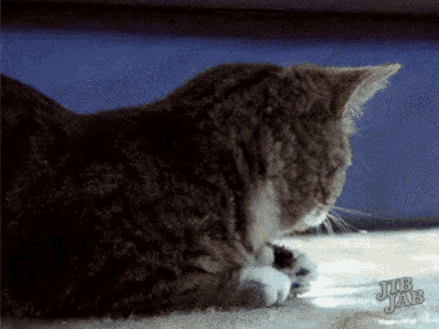a close up of a cat cleaning itself on the floor