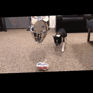 a dog is playing with a balloon and a ball