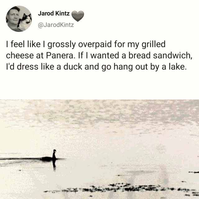 a tweet by jarod kintz asks if someone has ever eaten bread sandwiches