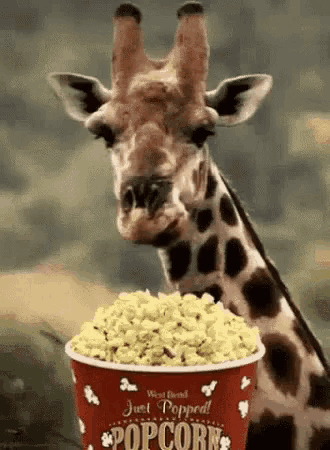 a giraffe is eating popcorn out of a bucket .