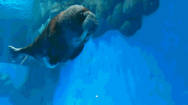 a seal with a long tail is swimming in a blue tank