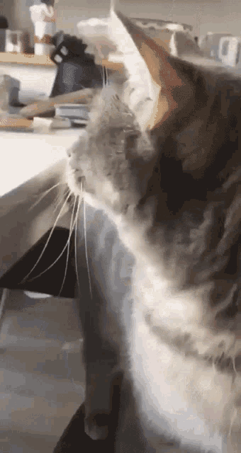 Cat Mad GIF - Cat Mad Screaming GIFs