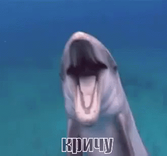 дельфин животные океан море вода кричу ржать GIF
