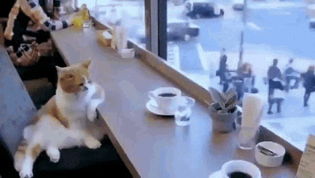 Cat Cafe GIF - Cat Cafe Coffee GIFs