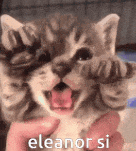 a person is holding a kitten with its mouth open and the words eleanor si written on the bottom .