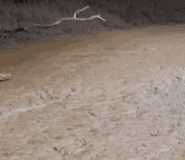 a blurred image of a muddy surface with a tree branch in the background