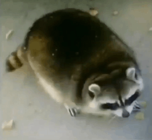 Bruh Fat Raccoon GIF - Bruh Fat Raccoon Racoon GIFs