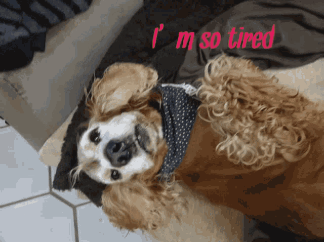 a cocker spaniel is laying on its back with the words " i 'm so tired " written above it
