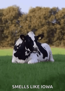 Cow Chew GIF - Cow Chew GIFs