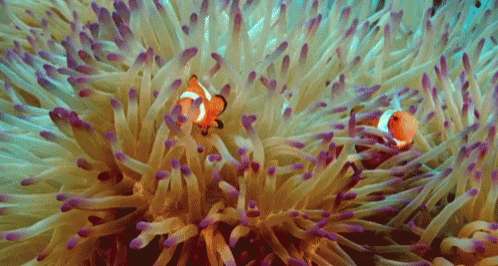 two clown fish are swimming in a sea anemone .