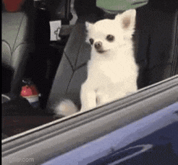 a white dog is sitting in the back seat of a car looking out the window .