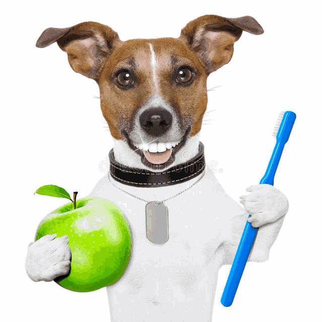 a dog is holding an apple and a toothbrush in its paws