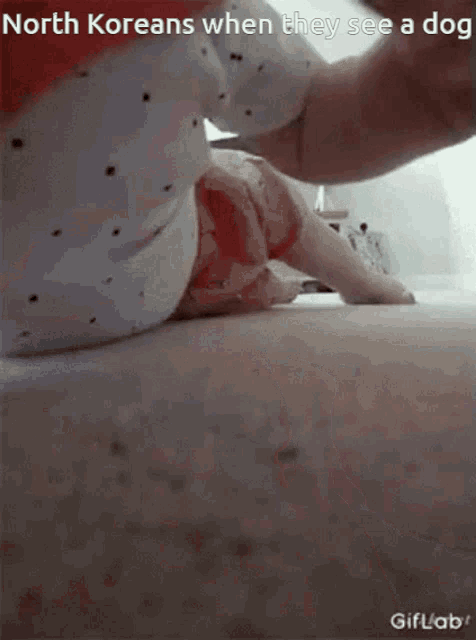 a baby is crawling on a bed with the caption north koreans when they see a dog