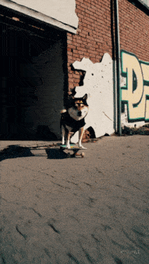 a dog wearing sunglasses is riding a skateboard in front of a brick wall with the letter d painted on it