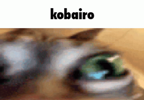 Kobairo Kobaryo GIF - Kobairo Kobaryo Tanoc GIFs