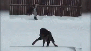 Dog Slide GIF - Dog Slide Snow GIFs