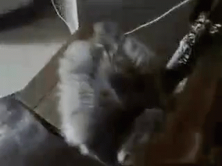 Si Yes GIF - Si Yes Cat GIFs
