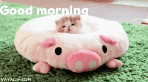 a kitten is laying on top of a stuffed pig pillow .