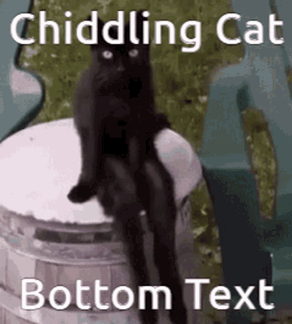 Chiddle Cat GIF
