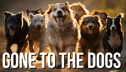 Gone To The Dogs GIF - Gone To The Dogs GIFs