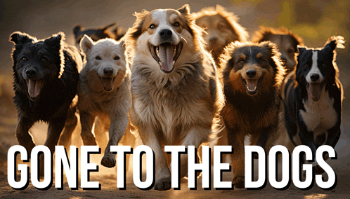 a bunch of dogs running with the words gone to the dogs