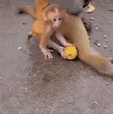 two monkeys are playing with each other on the ground . one of the monkeys is wearing a yellow shirt .