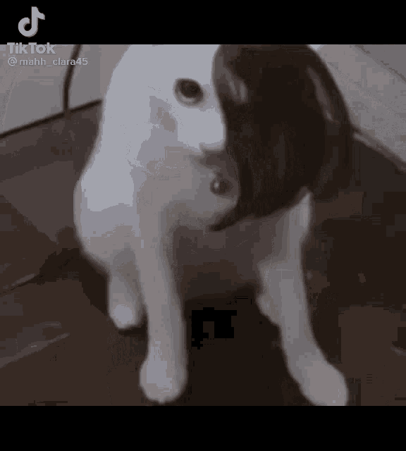 Emo Cat GIF - Emo Cat Edgy GIFs