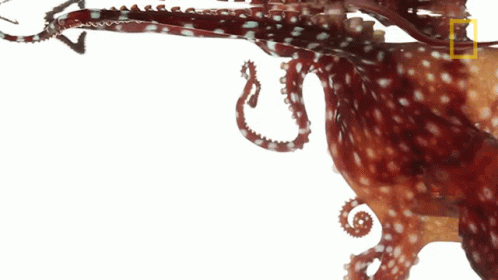Only Live Between One And Two Years Octopuses101 GIF - Only Live Between One And Two Years Octopuses101 Short Lifespan GIFs