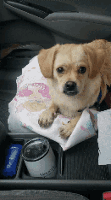 a small dog laying on a blanket in a car