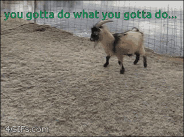 a picture of a goat with the words you gotta do what you gotta do on it