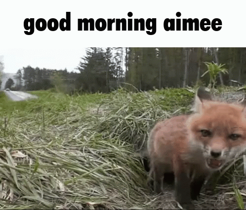 Good Morning Aimee Good Morning Astroaimee GIF - Good Morning Aimee Good Morning Astroaimee Good Morning Fox GIFs