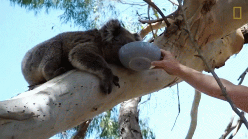 Drinking The Future Of Koalas GIF - Drinking The Future Of Koalas Hugging Tree GIFs