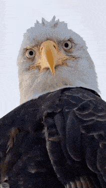 a bald eagle with a yellow beak is looking up at the camera .