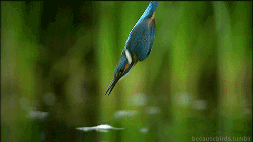 Kingfisher GIF - Kingfisher GIFs